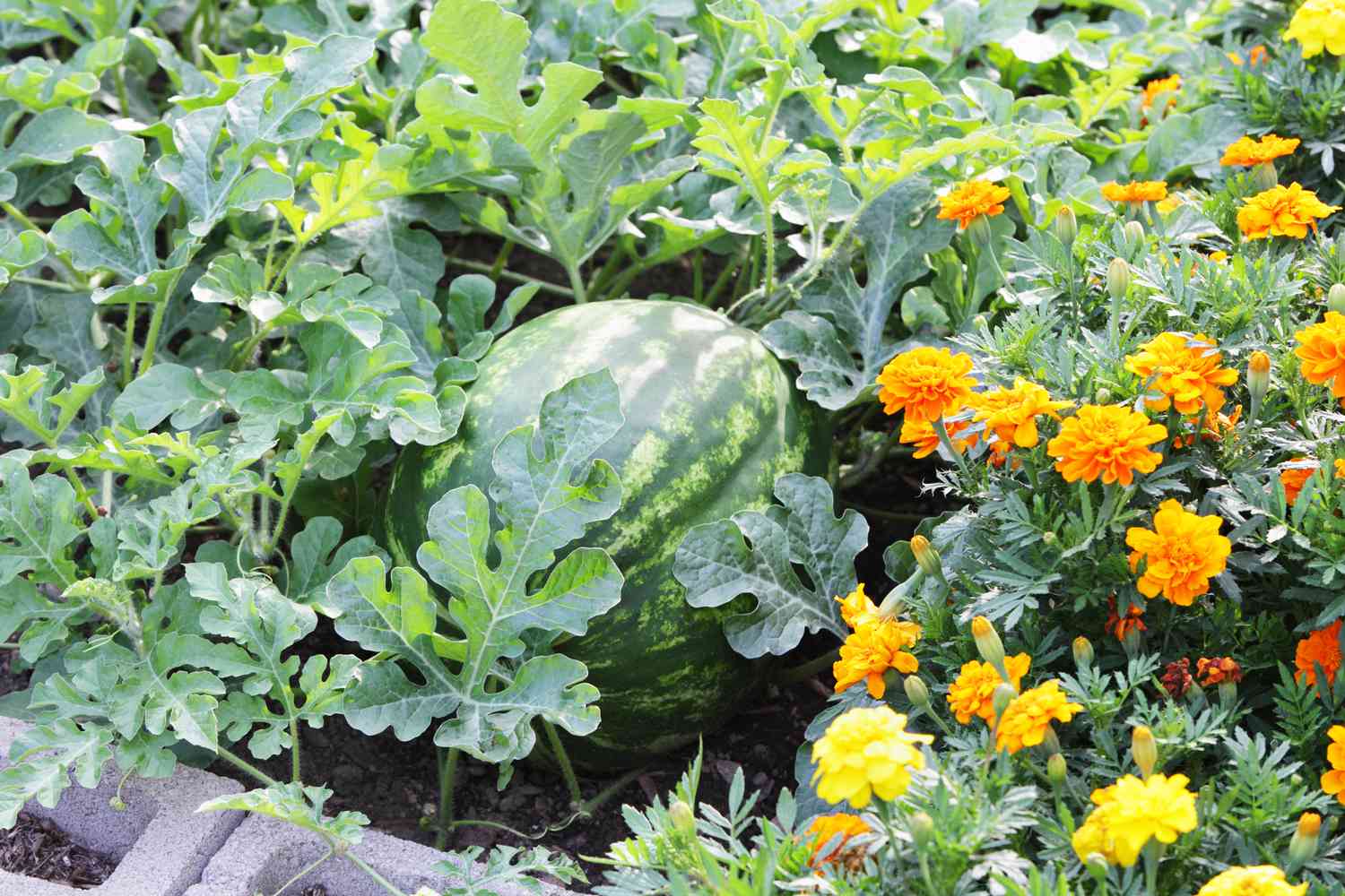 Big Ripe Watermelon (Citrullus lanatus) in a Summer Garden