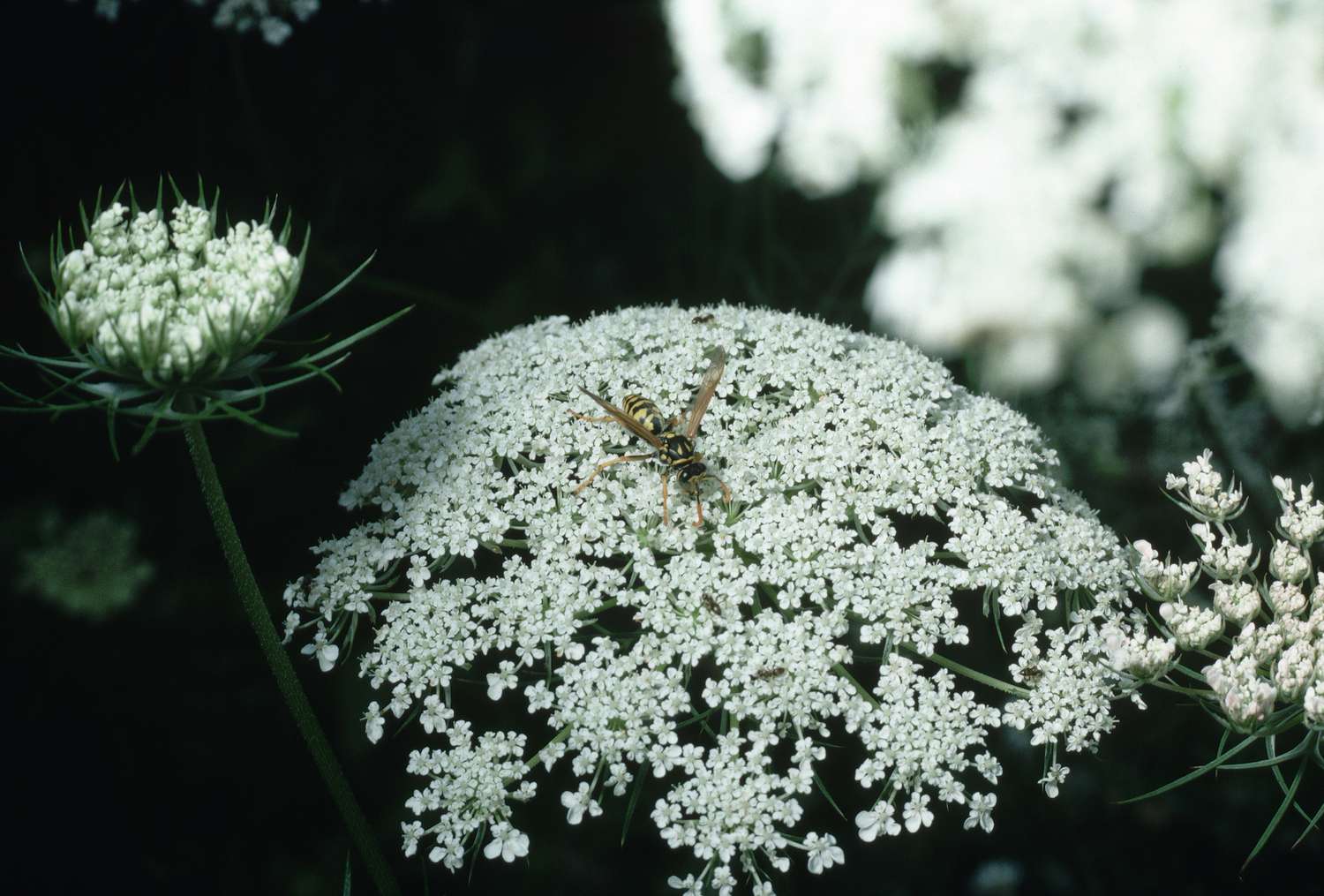Queen Anne's Lace