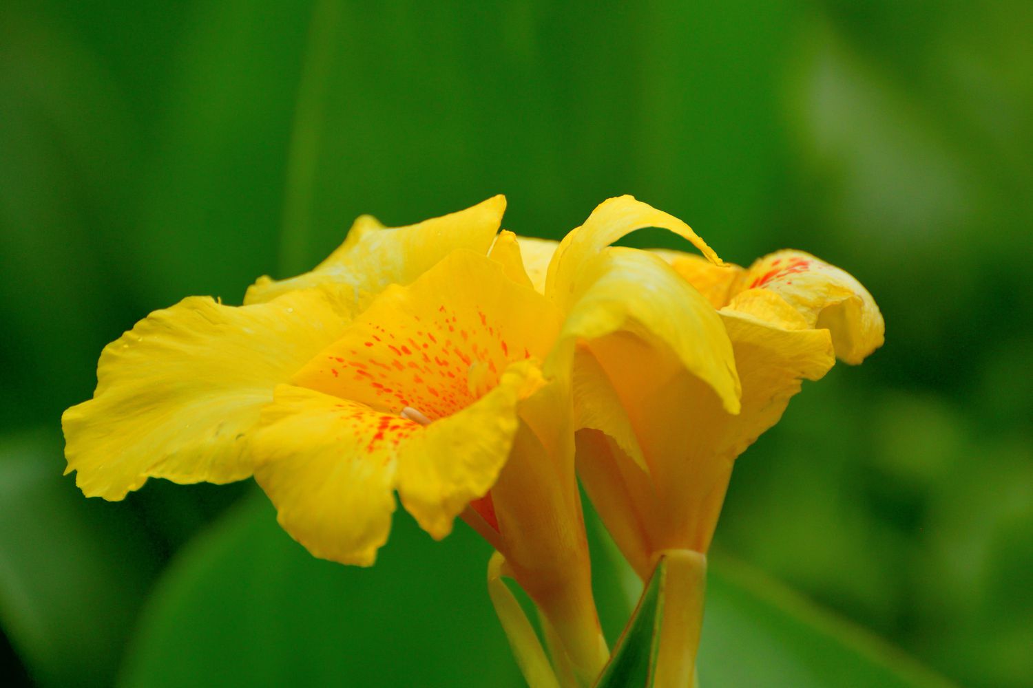 Yellow canna lily 