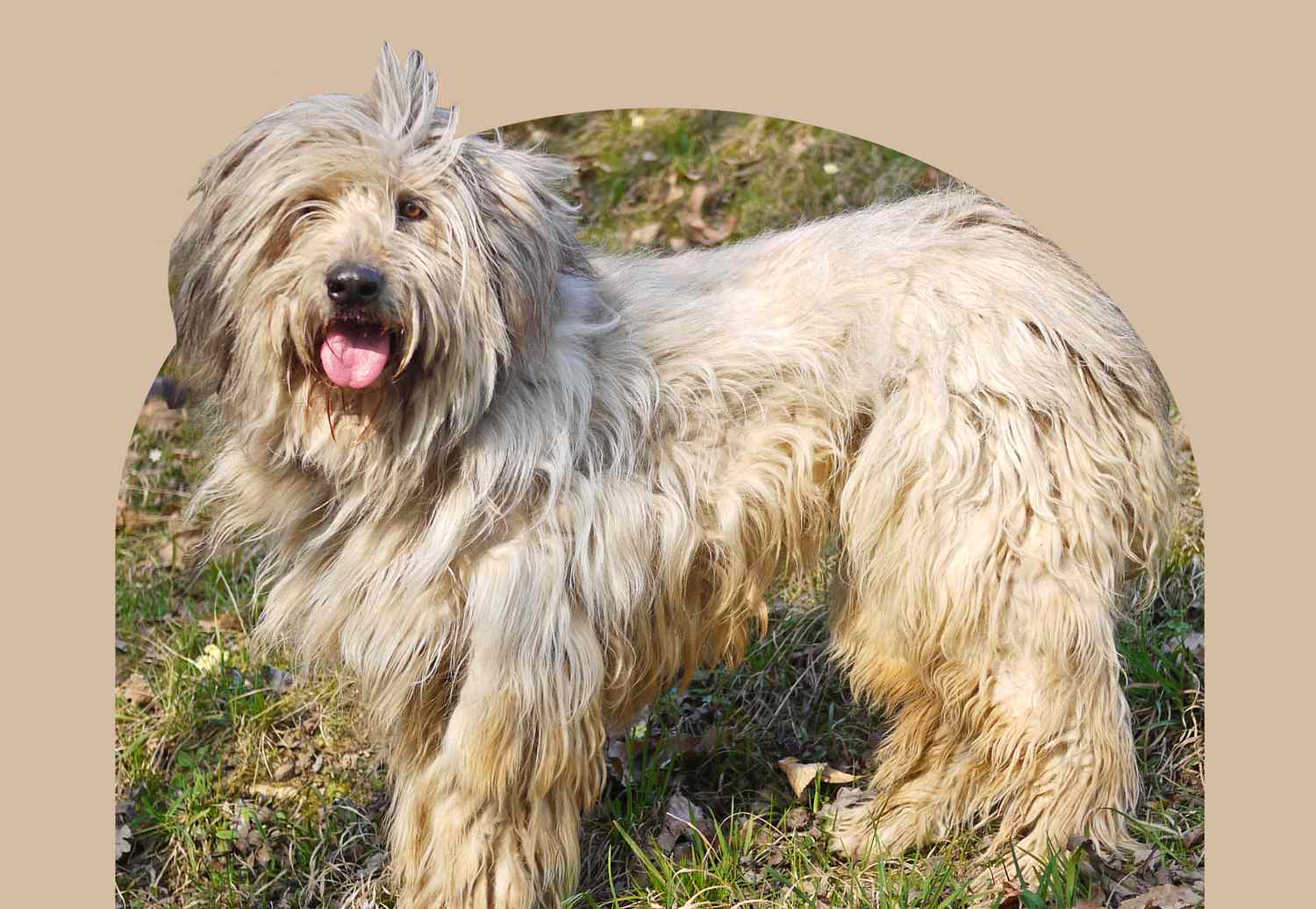 Bergamasco Sheepdog