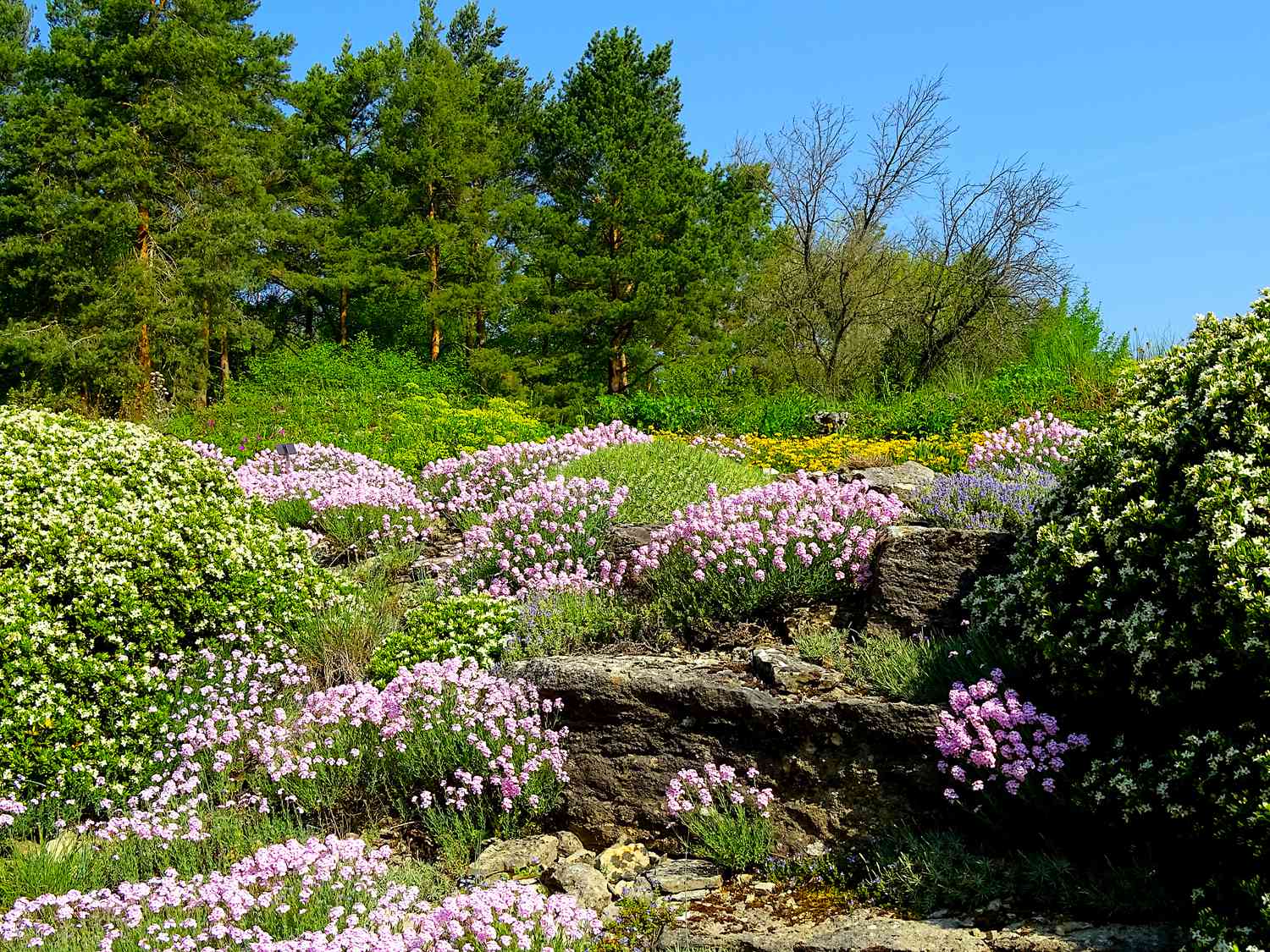 rock garden with nearby shrubs