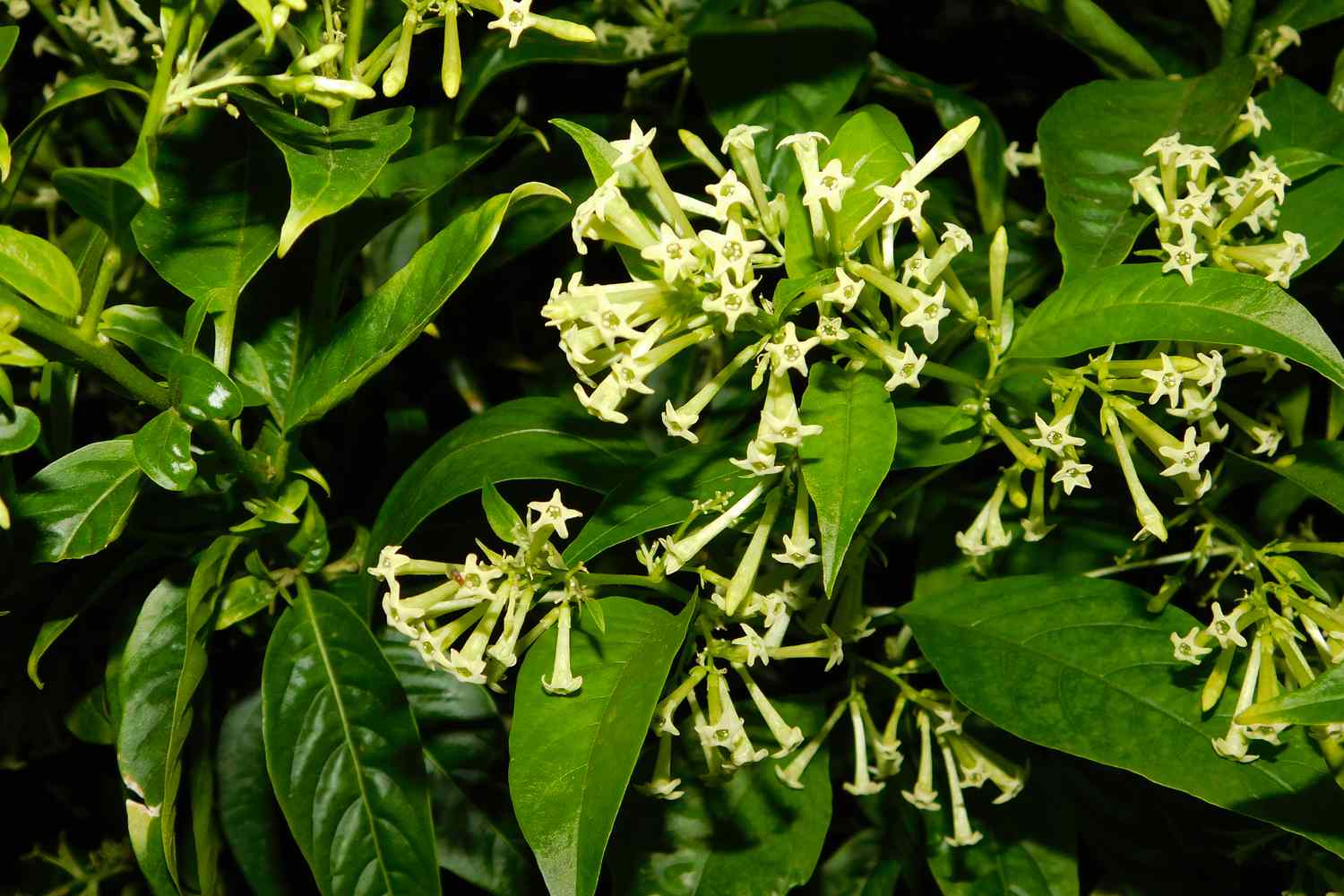Night Blooming Jasmine