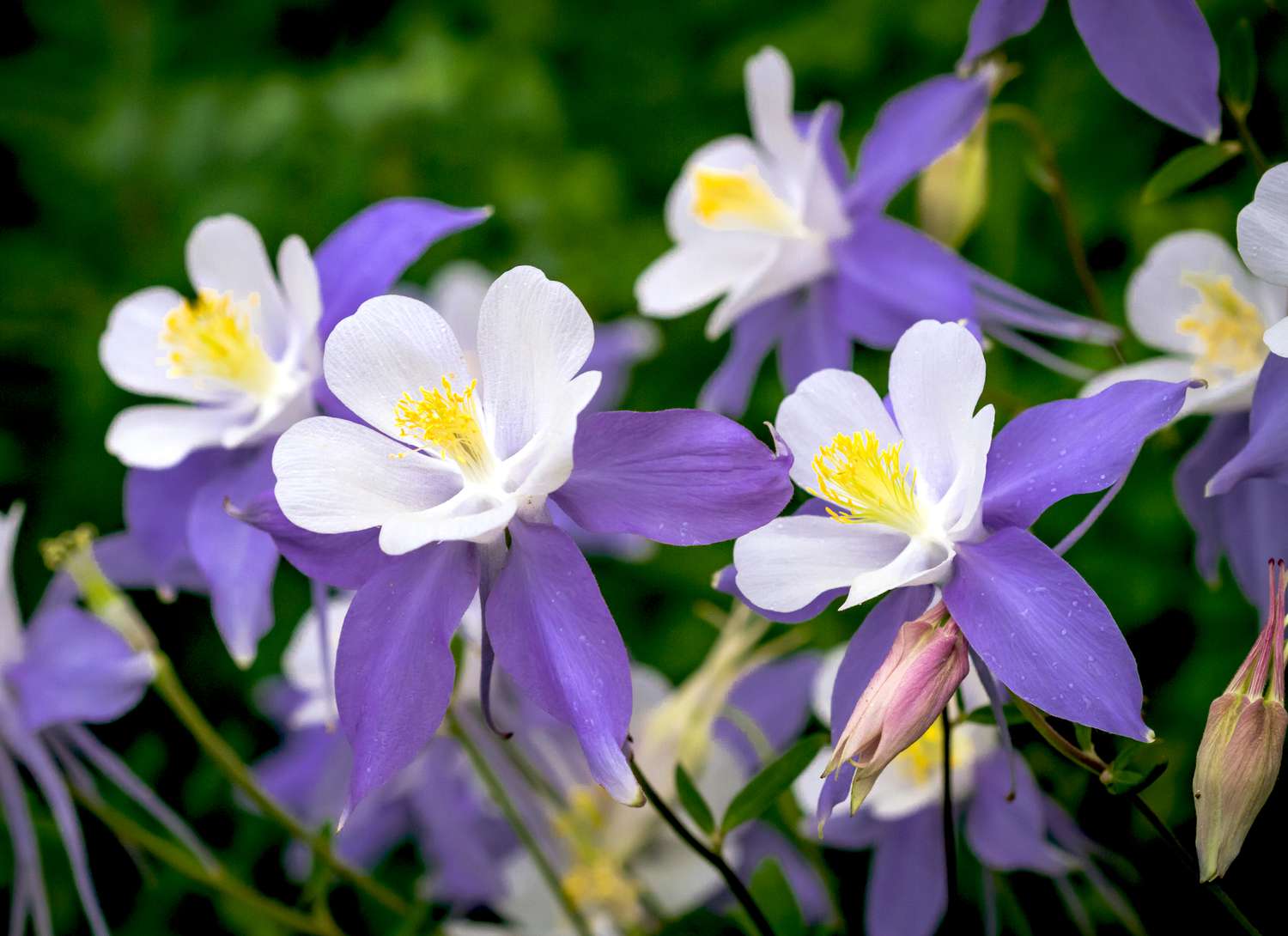 purple and white columbine flowers
