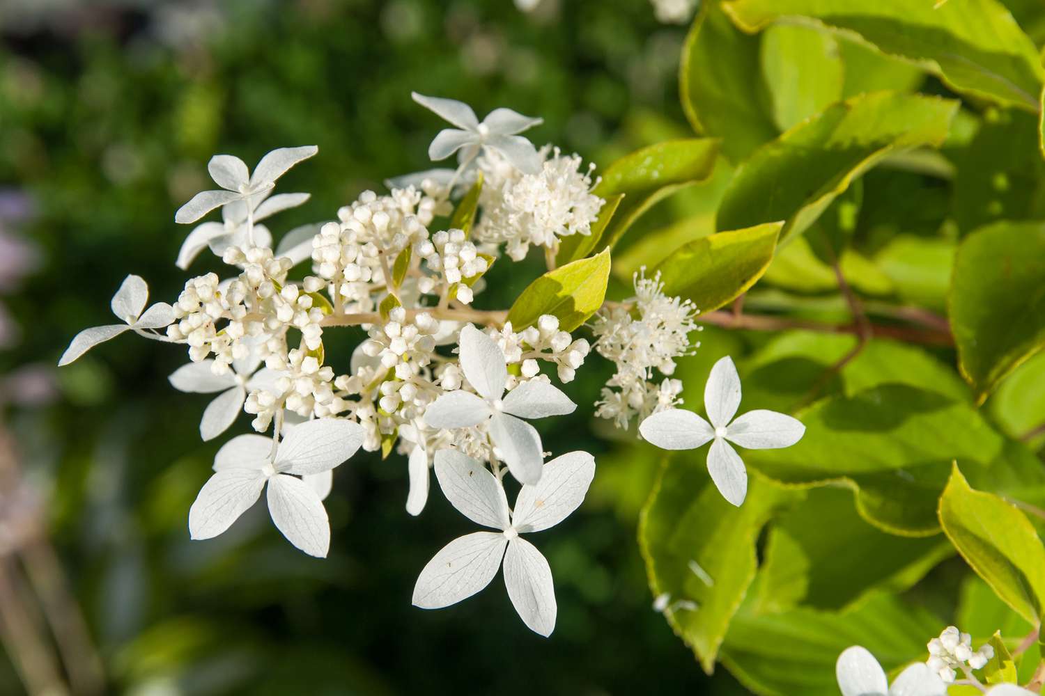 Fuji Waterfall Hydrangea