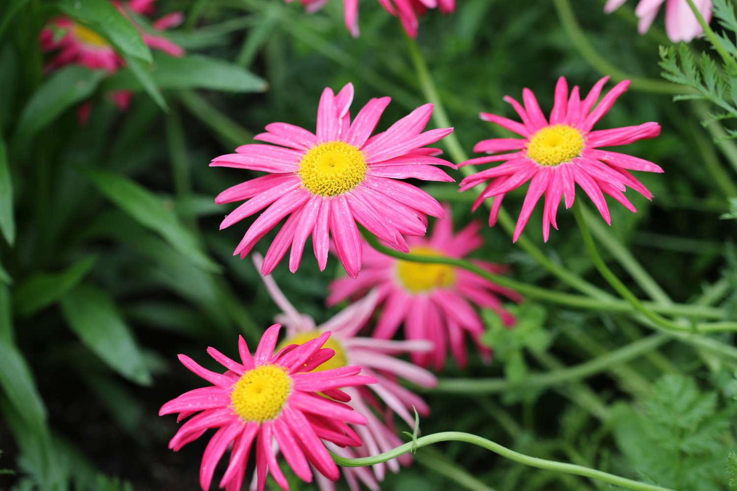 Pink painted daisy with bright yellow center