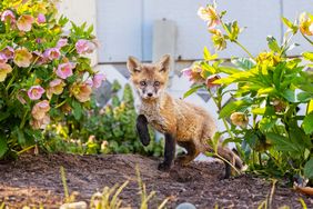 A baby fox standing in a garden with flowers and greenery around