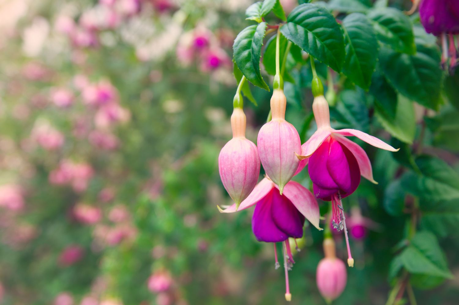 Fuchsia plants in bloom