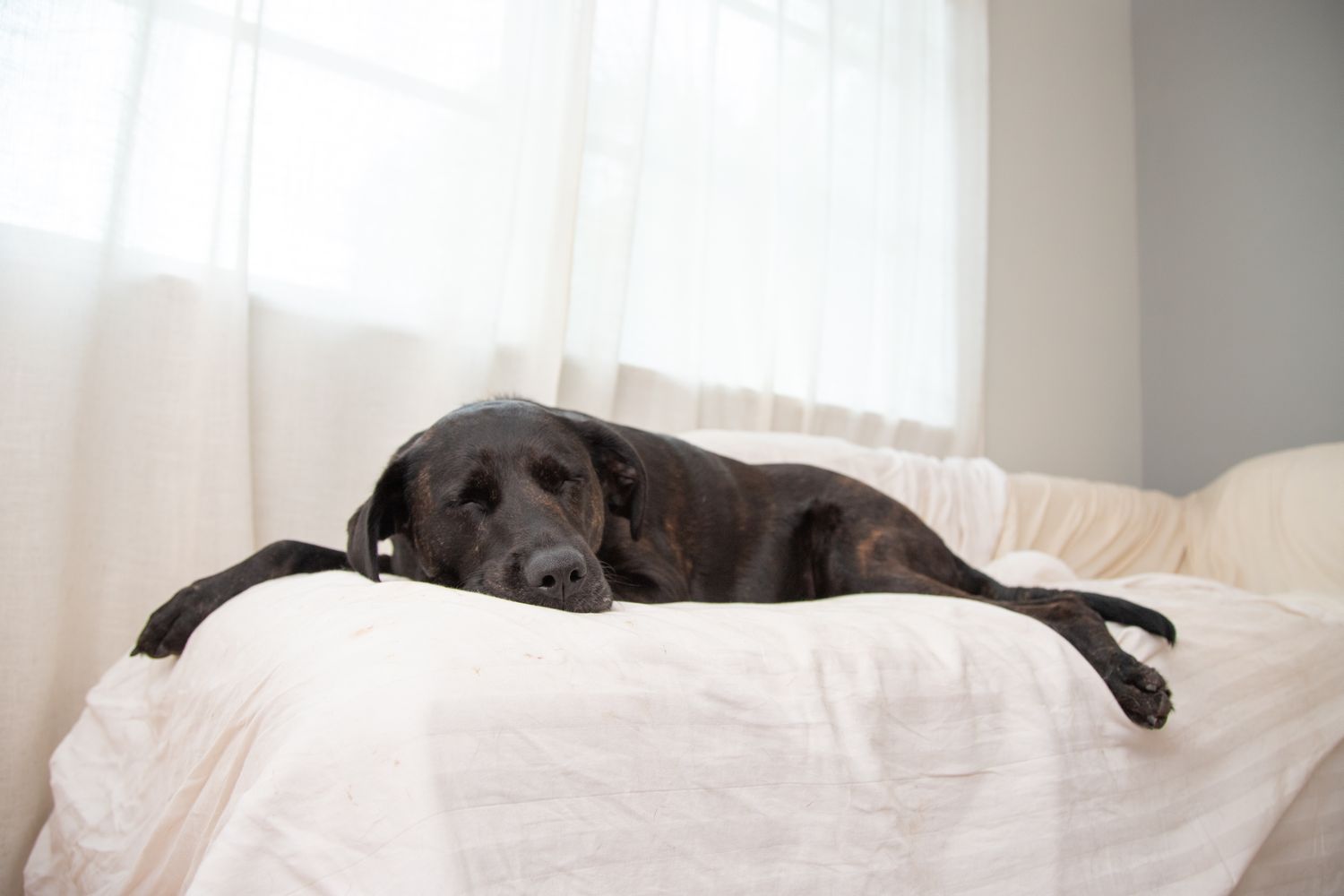 A dog lying on a white couch next to a window curtain