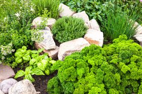 Part of herbs spiral with parsley, chives, rosemary, oregano, thyme, basil and peppermint in the garden