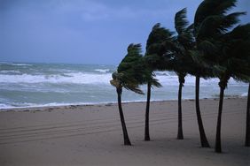 Palm tress during a hurricane on the beach. 