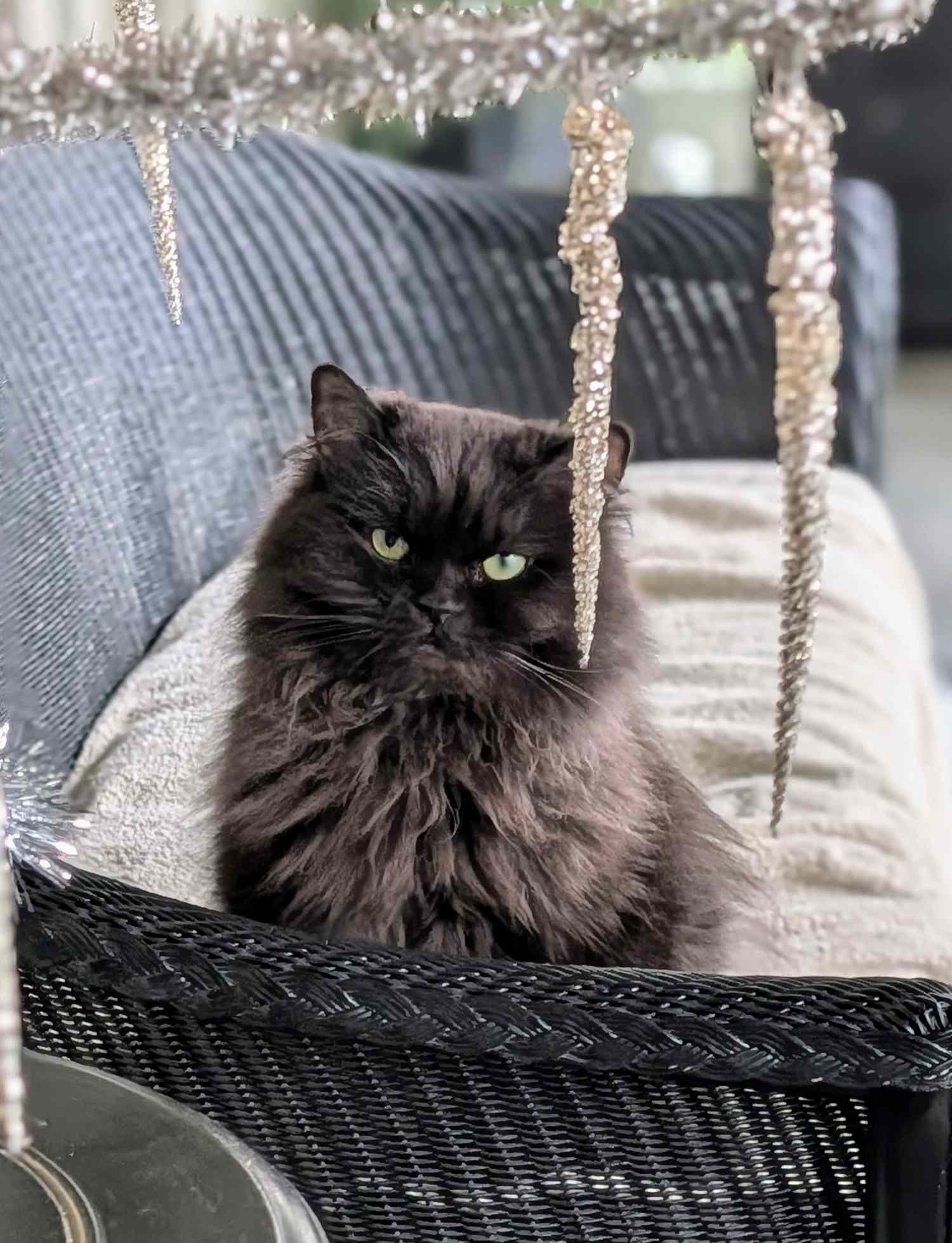 Black Persian cat