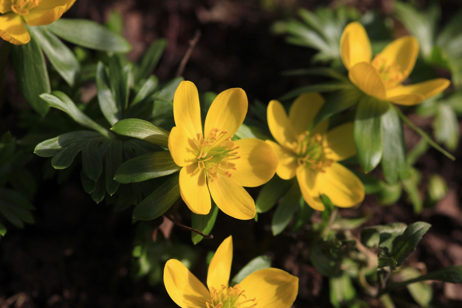 Yellow winter aconite flowers