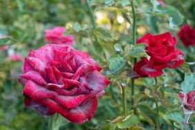 powdery mildew on a rose