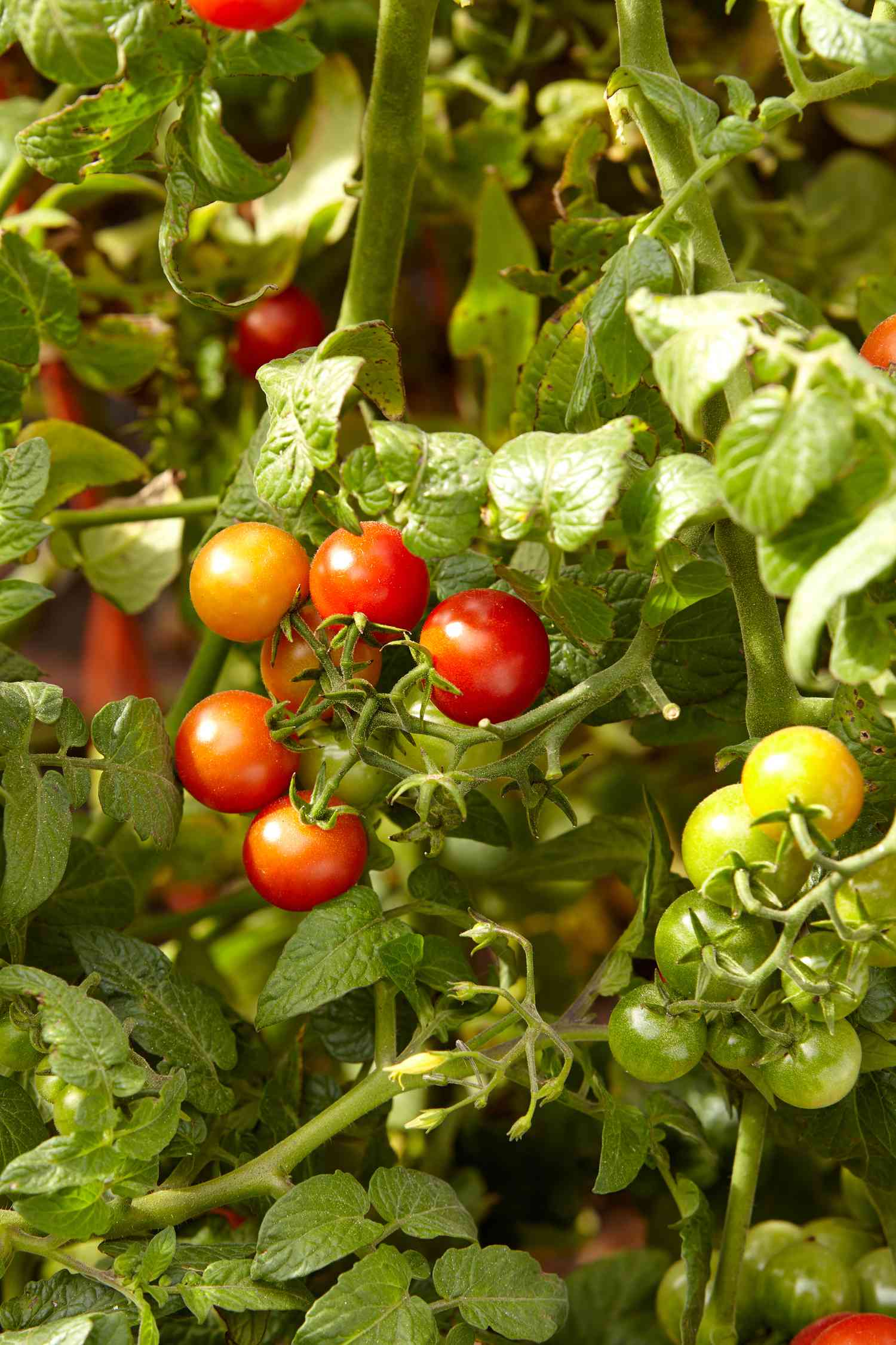 close up of cherry tomatoes