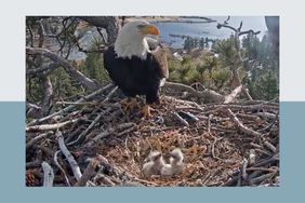 Bald eagle and babies