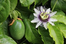 Passion fruit and its flower among green leaves