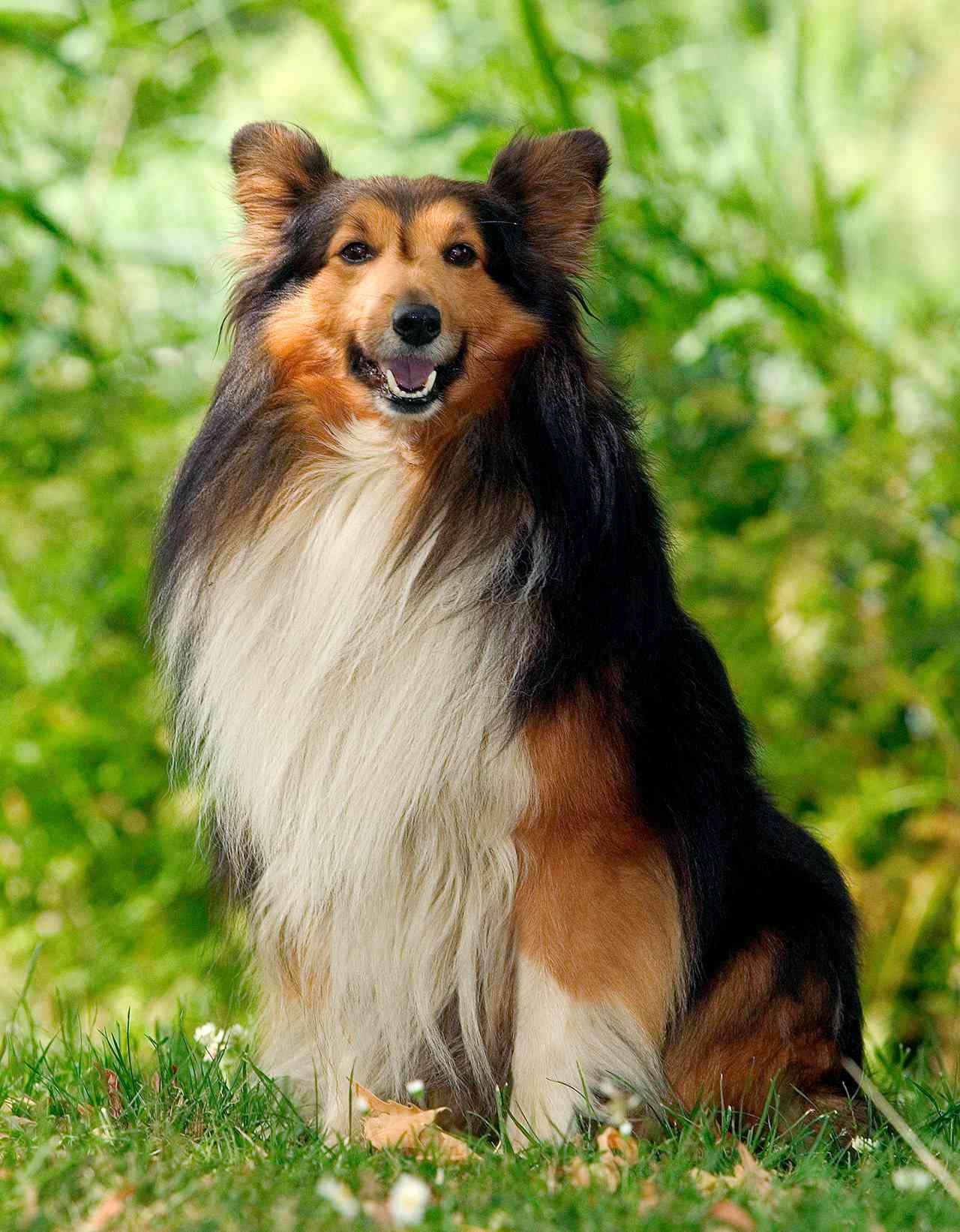 Shetland Sheepdog