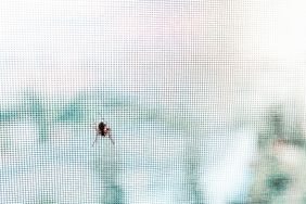 A spider on a mesh screen blurred background visible