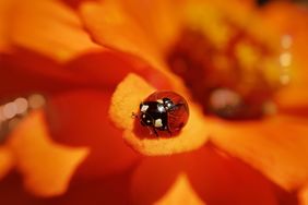 A ladybug on the petal of an orange flower