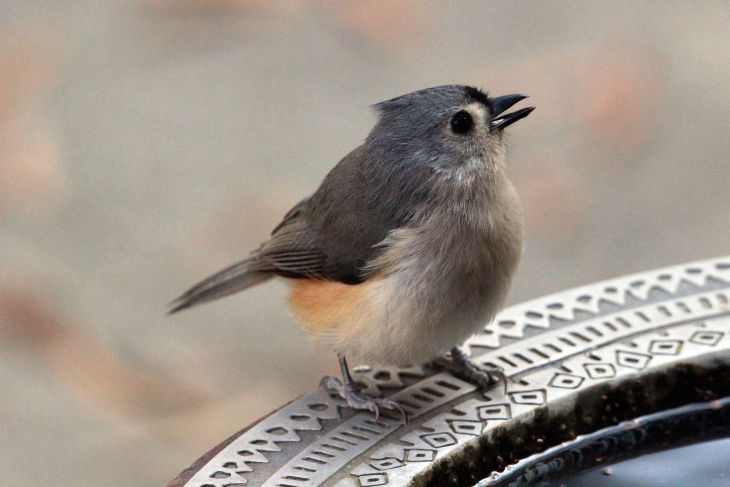 Close up of Tufted Titmouse bird on ledge of birdbath.