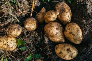 Freshly harvested potatoes in soil
