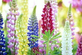 Vibrant lupine flowers in bloom
