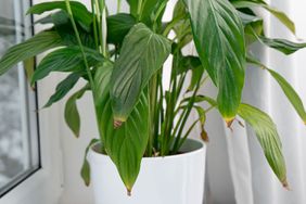 Houseplant with browning leafs