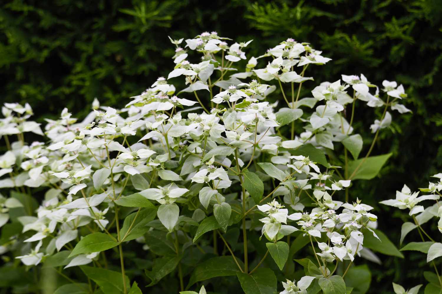 mountain mint flowers