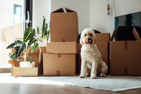 Dog sitting next to moving boxes indoors