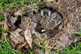 A group of baby rabbits huddled together in a nest surrounded by dried leaves and grass