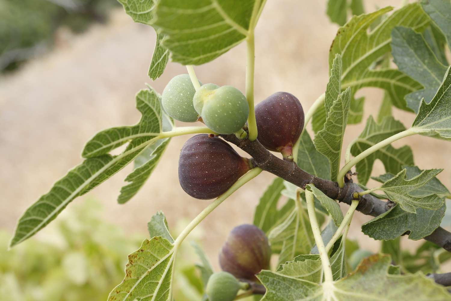 Ripe figs on a tree