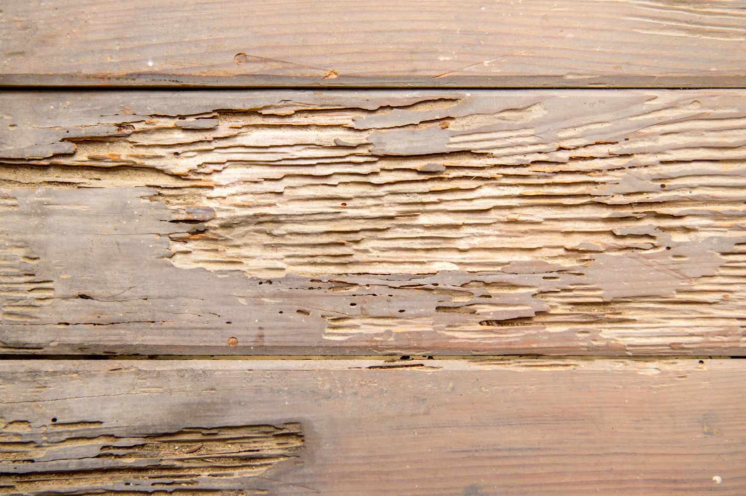 Wooden planks with noticeable wear and damage from exposure or pests