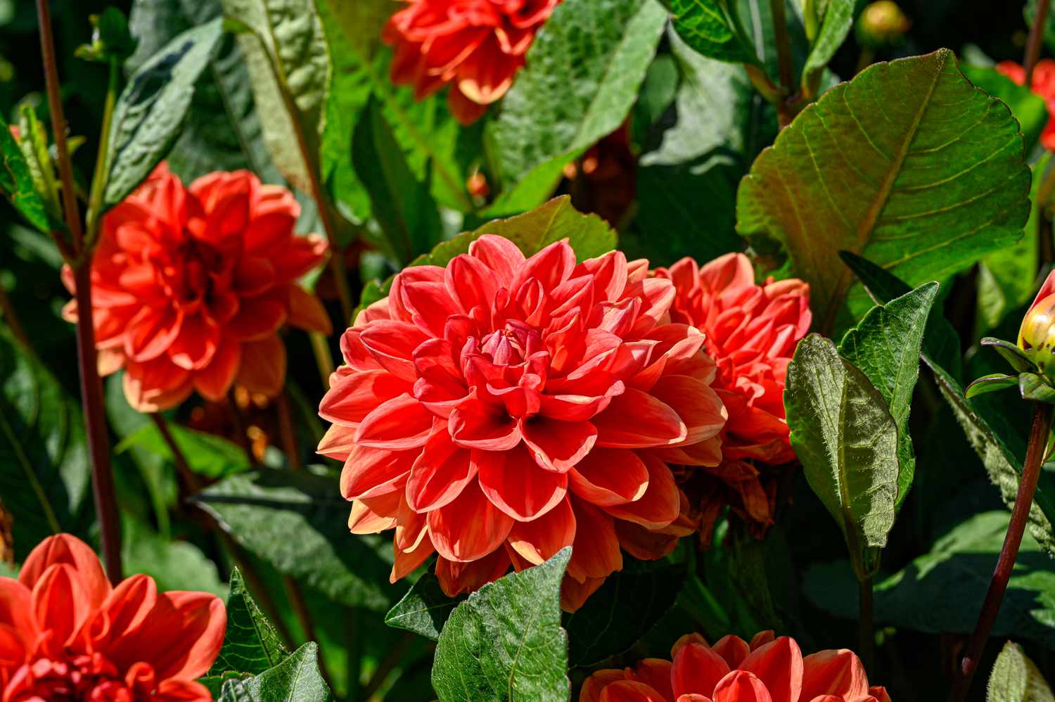 orange nugget dahlia