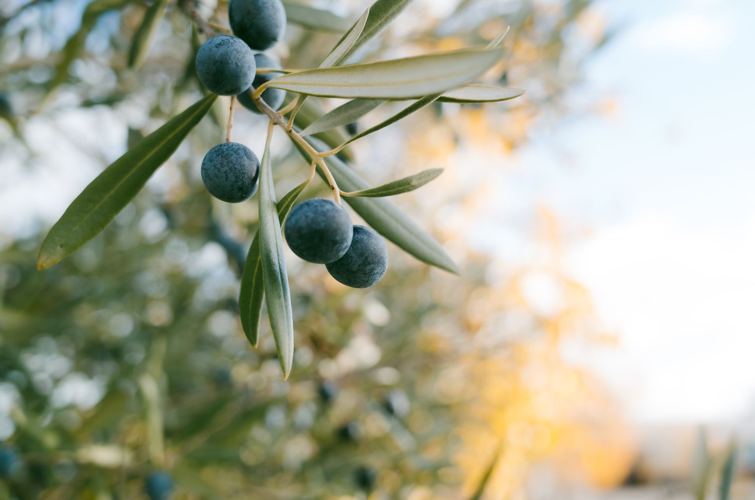 View of olive branch with olives at sunset