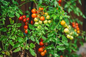 Ripe and unripe cherry tomatoes growing on a vine
