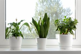 Three potted plants on a windowsill