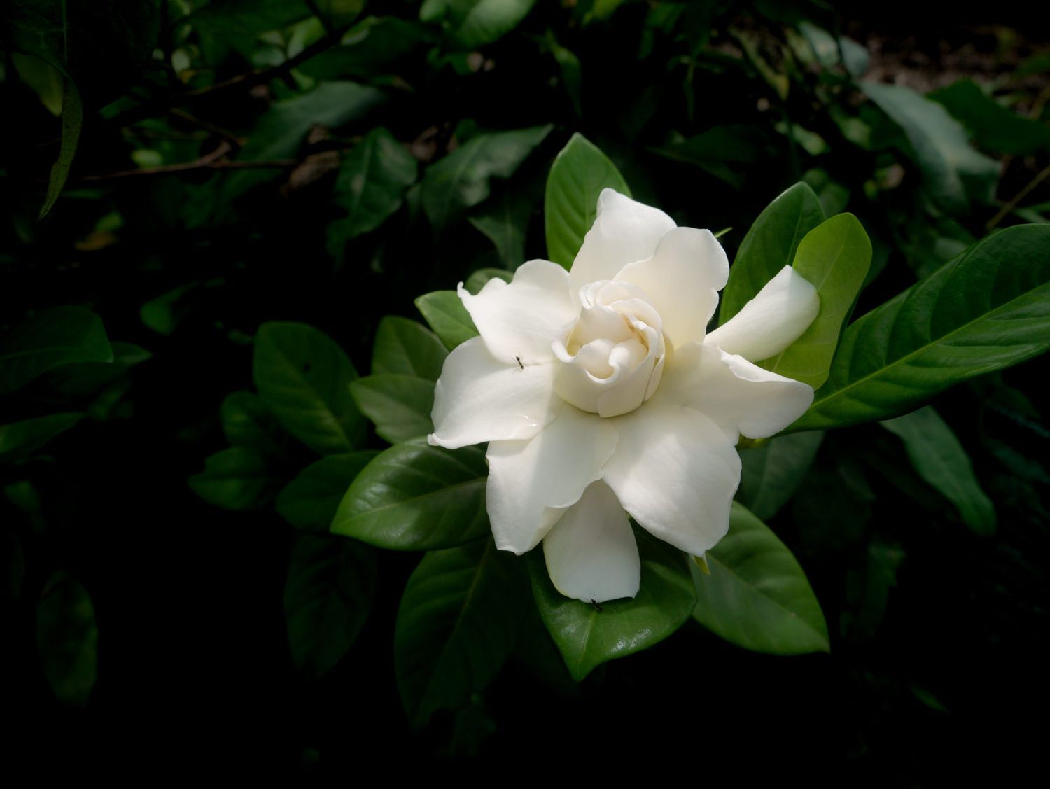 close up of single white mystery gardenia flower