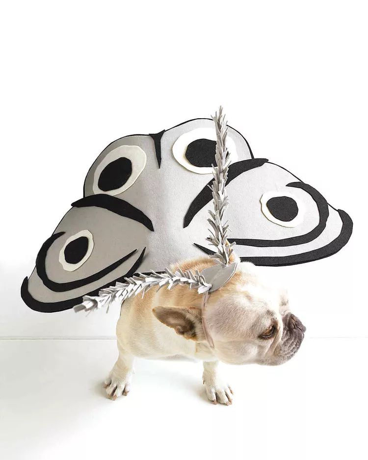 Dog moth costume