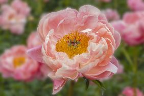 Close up of peony