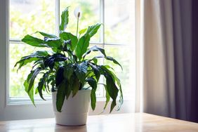 A potted green plant with elongated leaves and a single white bloom placed on a wooden table in front of a window