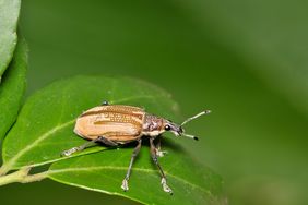 A beetle on a green leaf