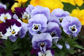 A beautfiul blue and white pansy with green leaves and other flowers