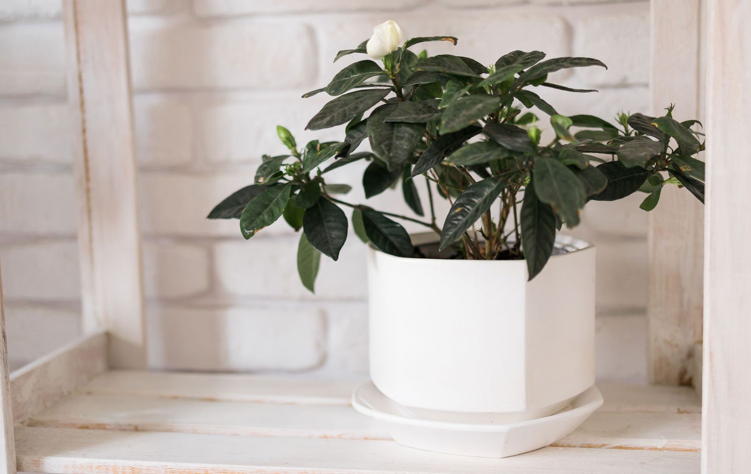 Jasmine plant on shelf