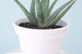 aloe plant in white pot