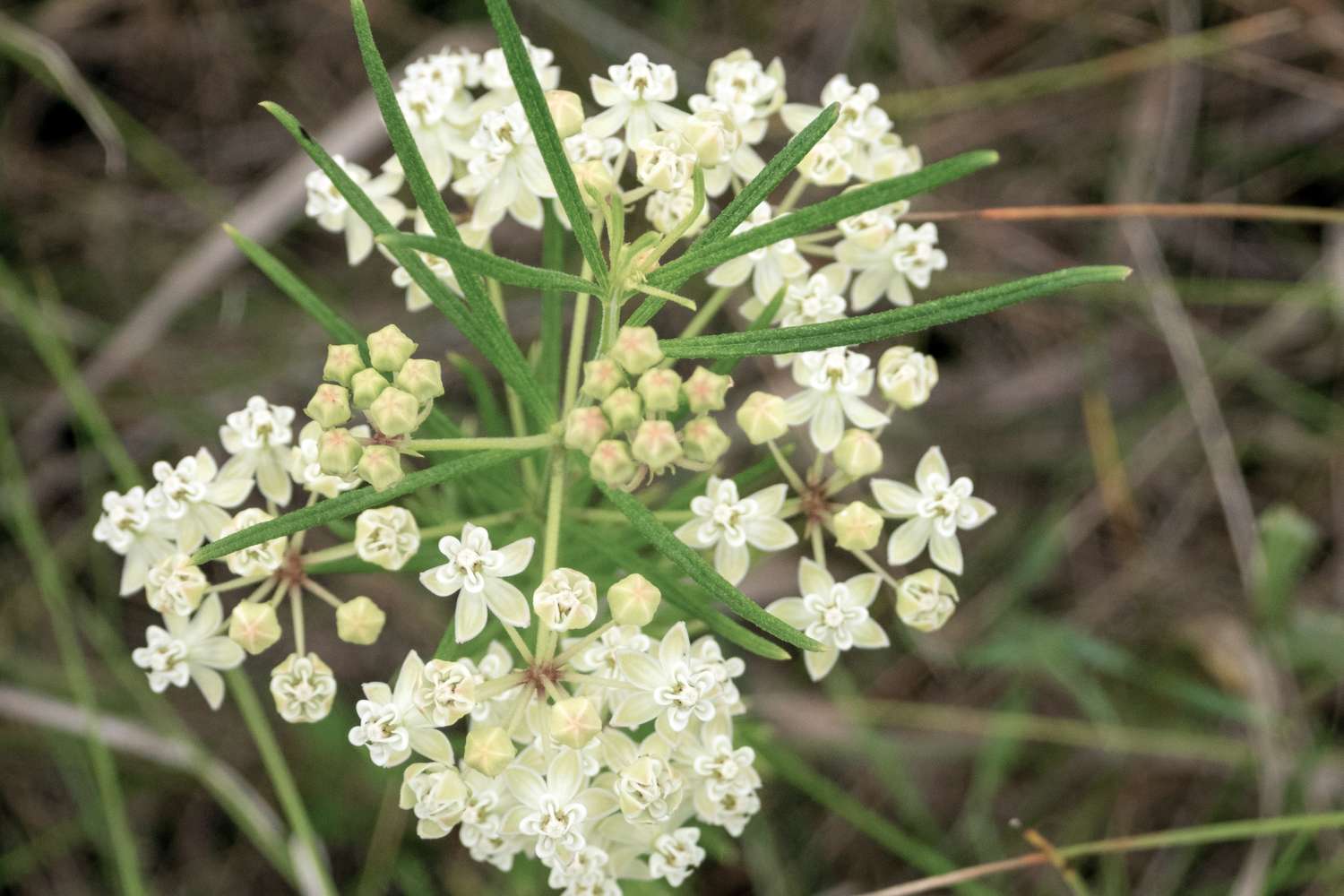 Asclepias verticillata (Whorled Milkweed) Native North American Prairie Wildflower