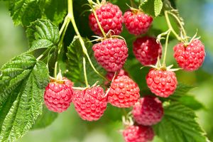 branch of ripe raspberries in a garden