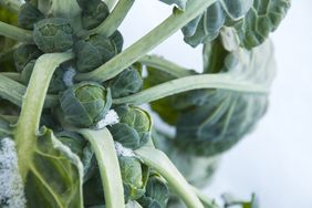 brussels sprouts in garden