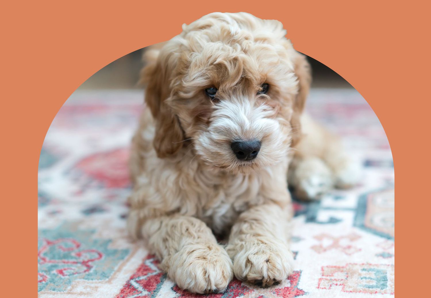 cockapoo puppy on a rug with orange background