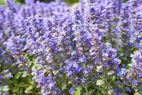 Close-up of a field of purple flowers in bloom