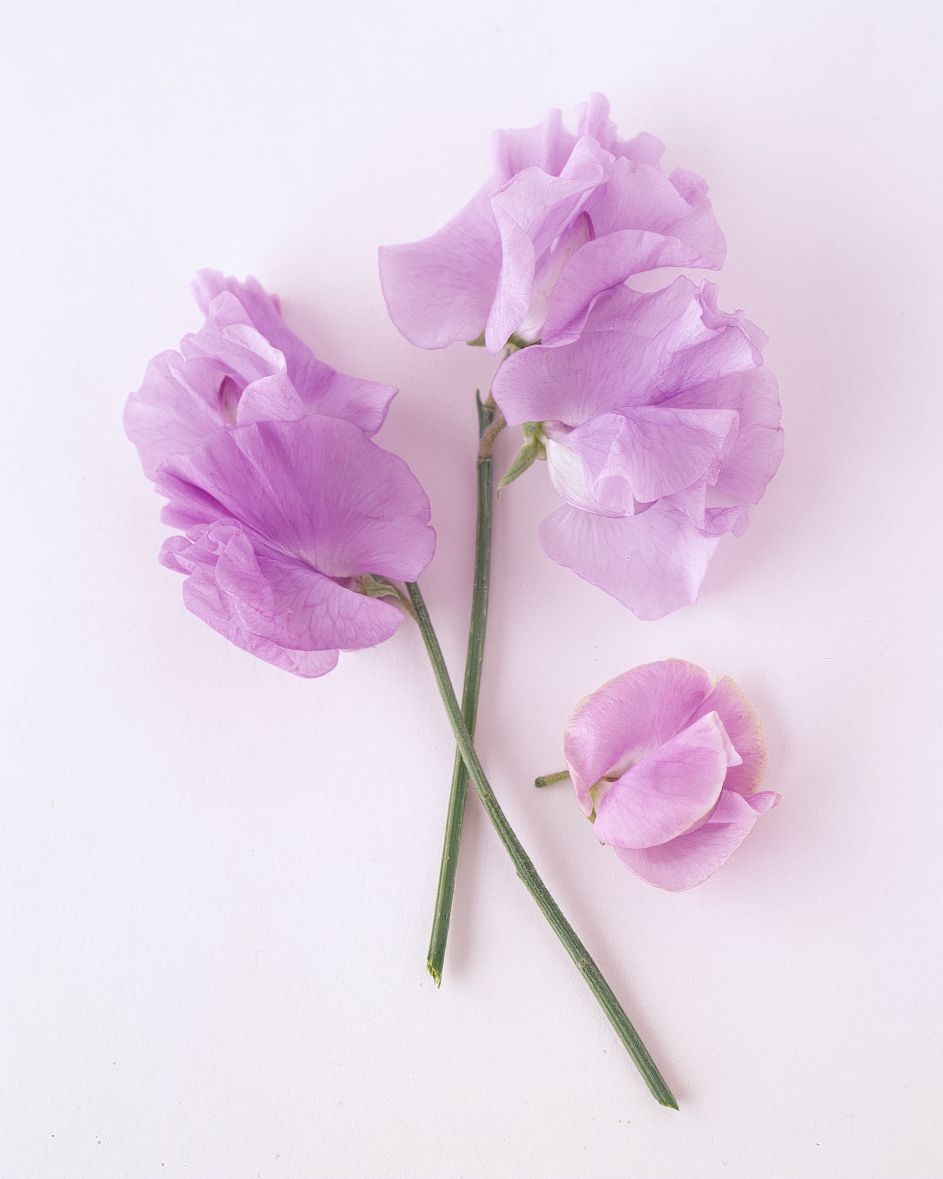 flower-glossary-sweet-pea-purple-a98432-0415.jpg